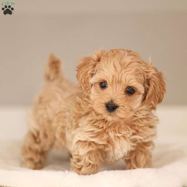 Luca, Maltipoo Puppy